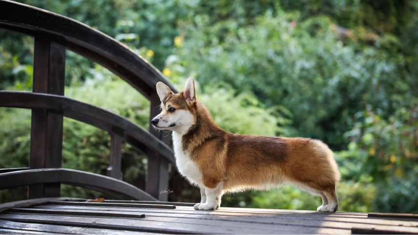 Kennel