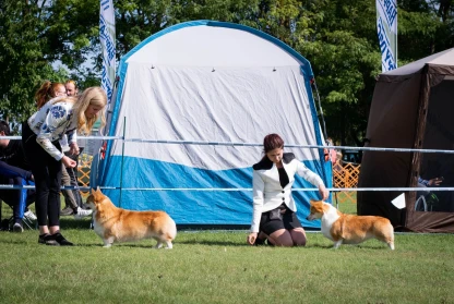 Understanding the Structure of Dog Shows: From Age Classes to Best in Show