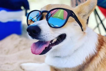 Considering getting a corgi but not sure if it's the right breed for you
