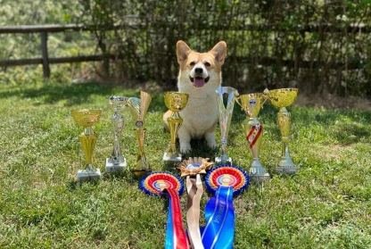 New Serbian Champion! Laif Spring Sharlin