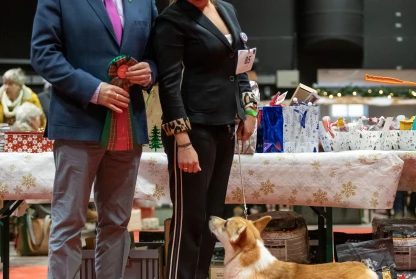 DWCA Christmass Corgi Specialty - Netherlands