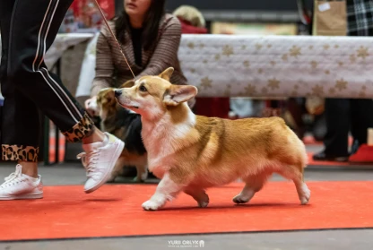 EUROCORGI 2023 - Netherland