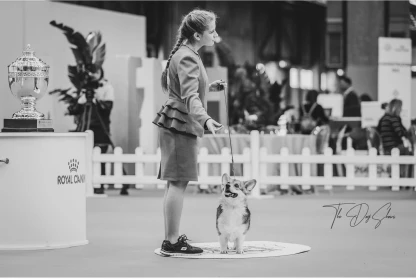 How a Dog Becomes a Champion