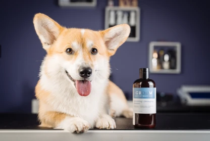Our Dogs Shine in iGroom Photoshoot