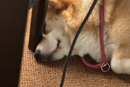 The Benefits of Dog-Friendly Offices: Why Welcoming Pets at Work is Good for Business