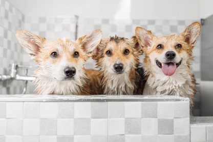 The Pembroke Welsh Corgi’s Double Coat: Structure, Function, and Care