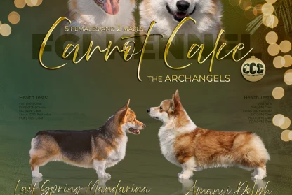 New Litter " the Archangles"