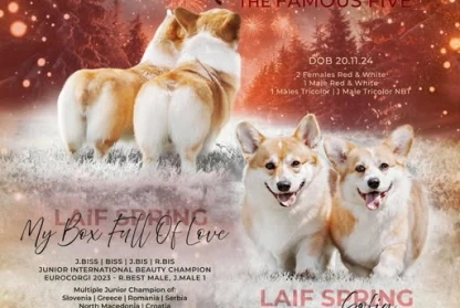 New Litter the Famous Five
