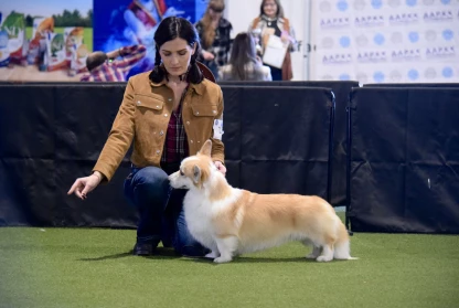 Last show of the year was a true blessing! AAPKK Club speciality show - in Western style