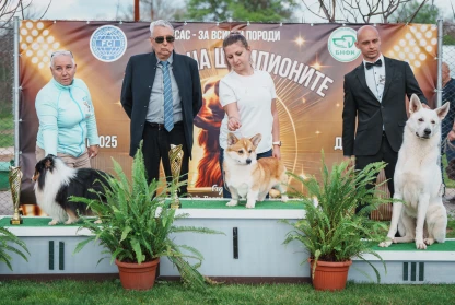 Bobby is Best Dog of 1 FCI Group in Bulgaria 2024!