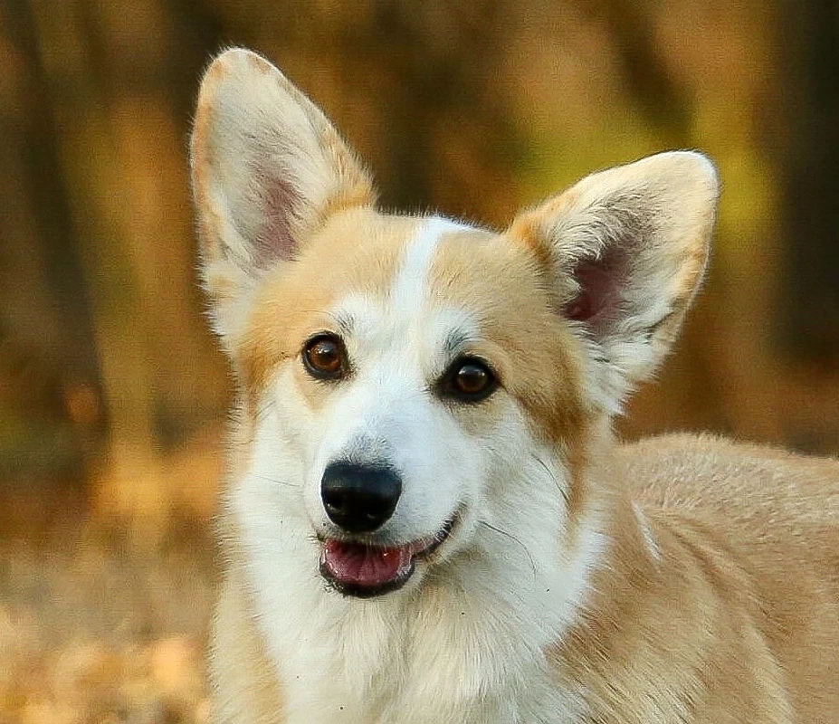 63A9C627-0EA5-4A84-8897-E83C3124B6C6_Original