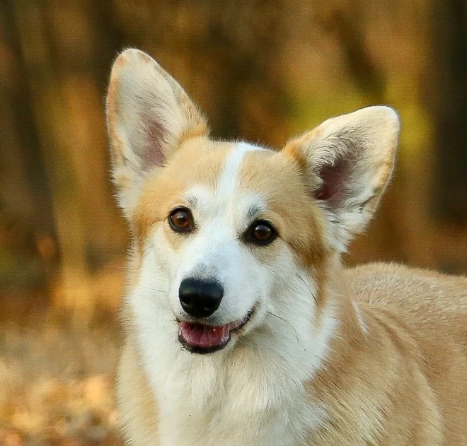 63A9C627-0EA5-4A84-8897-E83C3124B6C6_Original